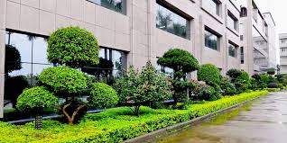 冷水江附近绿化苗木市场在哪里有